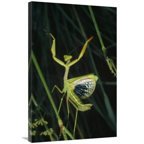 24 x 36 in. Mediterranean Mantis Female in Defensive Display, Spain Art Print - Konrad Wothe