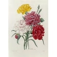 thumbnail image 2 of Redoute, Pierre Joseph 18x24 Black Ornate Wood Framed with Double Matting Museum Art Print Titled - Carnations, 2 of 4