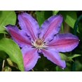 thumbnail image 3 of Barbara Jackman Clematis Vine - Live Plant in a 4 Inch Growers Pot - Clematis 'Barbara Jackman' - Starter Plants Ready for The Garden - Bold and Beautiful Purple Flowering Vine, 3 of 4