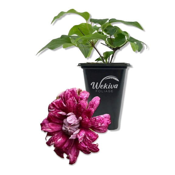 Clematis Purpurea Plenas Elegans - Live Starter Plant in a 2 Inch Growers Pot - Starter Plants Ready for The Garden - Beautiful Purple Flowering Vine