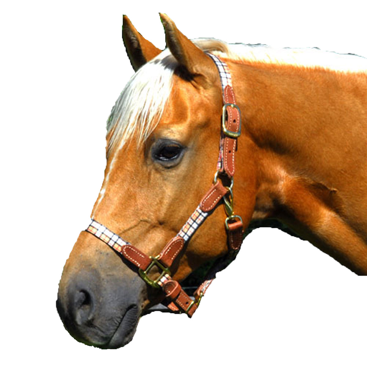 HALTER HIGHLAND COB SIZE BEIGE W/LEATHER TRIM