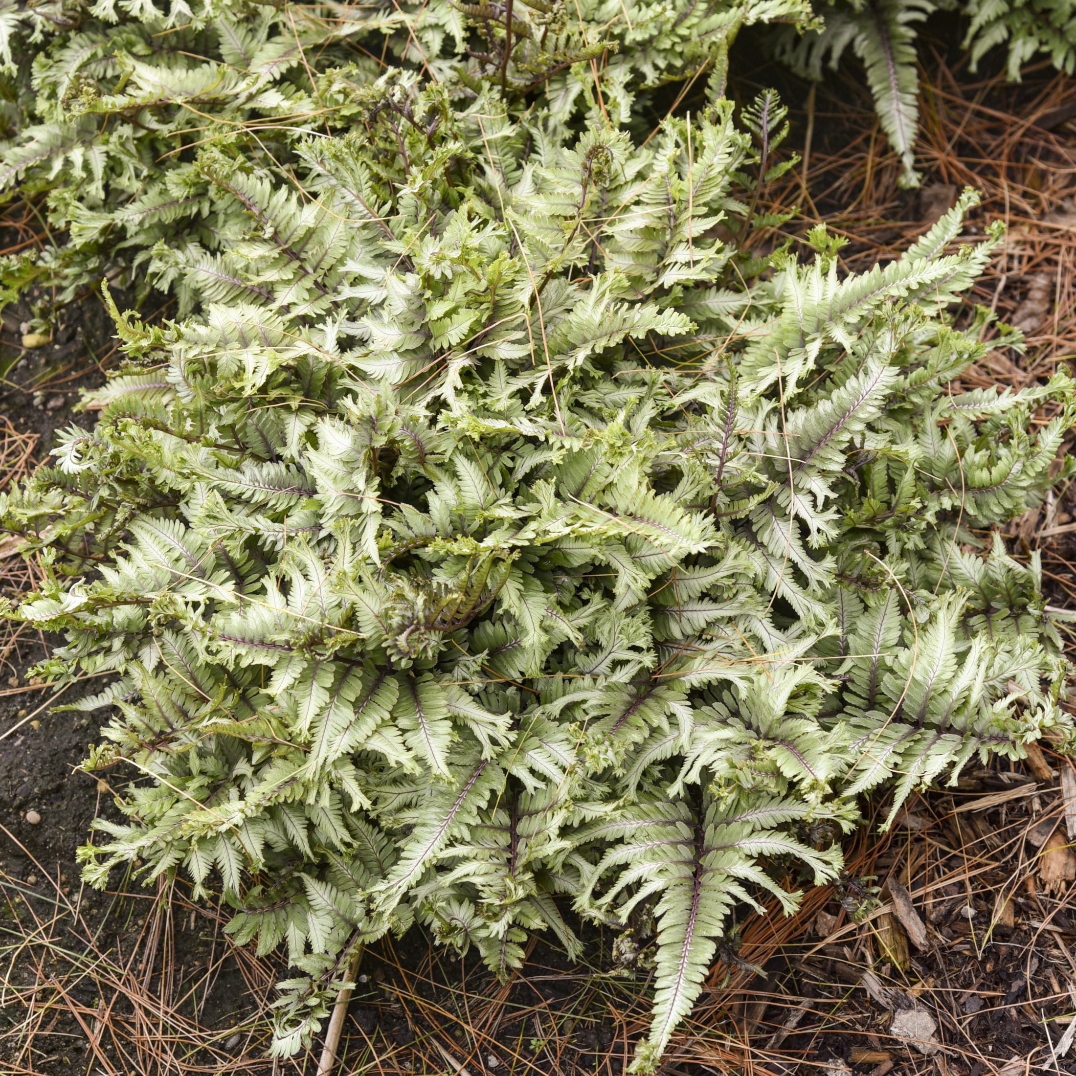 Proven Winners 6" Crested Surf Crested Japanese Painted Fern Live Plant in 7.5" Pot