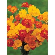 Burpee Bright Lights Mix Cosmos, Annual Flower Seed, Full Sun