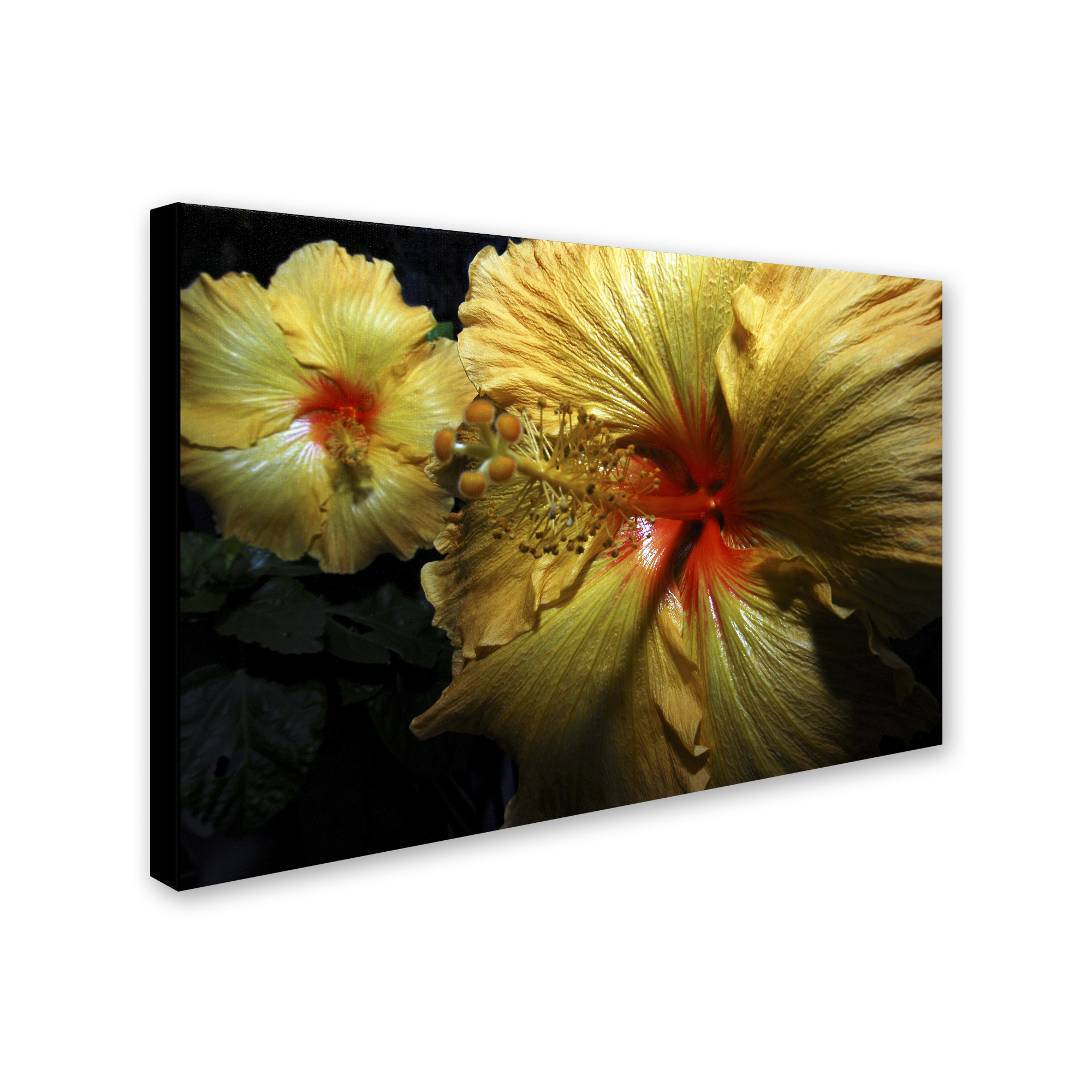 Trademark Fine Art "Sunburst Hibiscus" Canvas Art by Kurt Shaffer