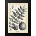 thumbnail image 2 of Nuttall, Thomas 11x14 Black Modern Framed Museum Art Print Titled - Vintage Black Walnut Tree, 2 of 5