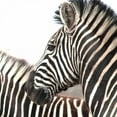thumbnail image 3 of Underdahl, Dana 20x20 Black Modern Framed Museum Art Print Titled - Sarari Zebra V, 3 of 5