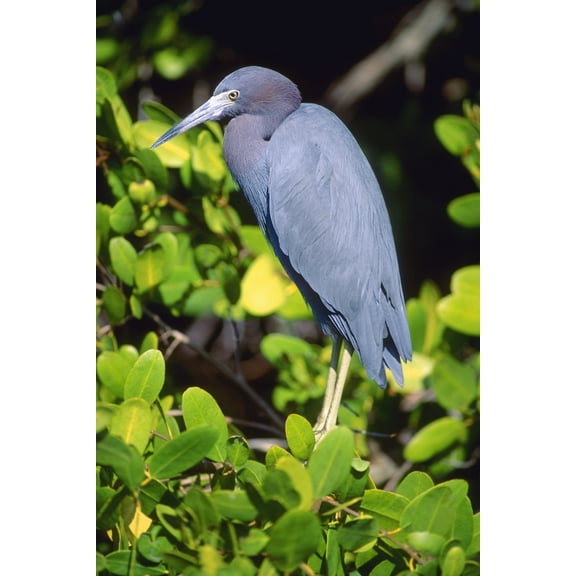 Posterazzi DPI1793106LARGE Little Blue Heron Poster Print by John Pitcher, 22 x 34 - Large
