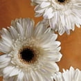 thumbnail image 2 of Janel Pahl 28x28 Gallery Wrapped Canvas Wall Art Titled - Gerber Delight I, 2 of 4