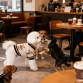 thumbnail image 4 of Happy 2026! Dog Sweater Cute Bear Dog Cardigans Clothes Puppy Knitting Coat Soft Pet Fall Winter Warm Apparel For Small Medium Dogs Boy Girl Cat Sweaters Outfits(White Red Xs S M L Xl) Festival Gifts, 4 of 4