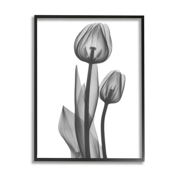 Stupell Industries Contemporary Transparent Tulip Graphic Art Black Framed Art Print Wall Art, Design by Albert Koetsier