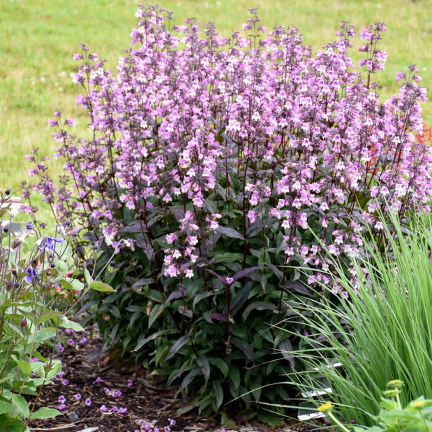 Proven Winners 6" Purple 'Midnight Masquerade' Beardtongue Live Plant in 7.5" Pot