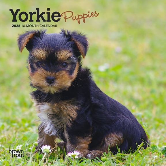 Yorkshire Terrier Puppies | 2026 7x14" (Hanging) Mini Wall Calendar | BrownTrout