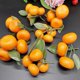 thumbnail image 3 of 3pcs Kitchen Table Fake Orange Realistic Orange Artificial Fruit Faux Fruit Decor, 3 of 4