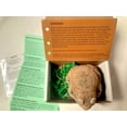 thumbnail image 2 of Indus Valley Bio Organic Natural Henna Color de cabello para cabellos grises - 3.53 oz (marrón castaño), 2 of 5