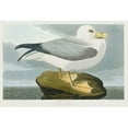 thumbnail image 2 of Audubon, John James 18x13 Gold Ornate Wood Framed with Double Matting Museum Art Print Titled - Fulmar Petrel, 2 of 4