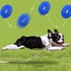 thumbnail image 3 of Juguetes para masticar para perros con chirriador, con forma de donut espinoso, para buscar y recuperar, para perros pequeños y grandes, resistentes a las mordeduras, 4,9 pulgadas de diámetro, 3 of 8