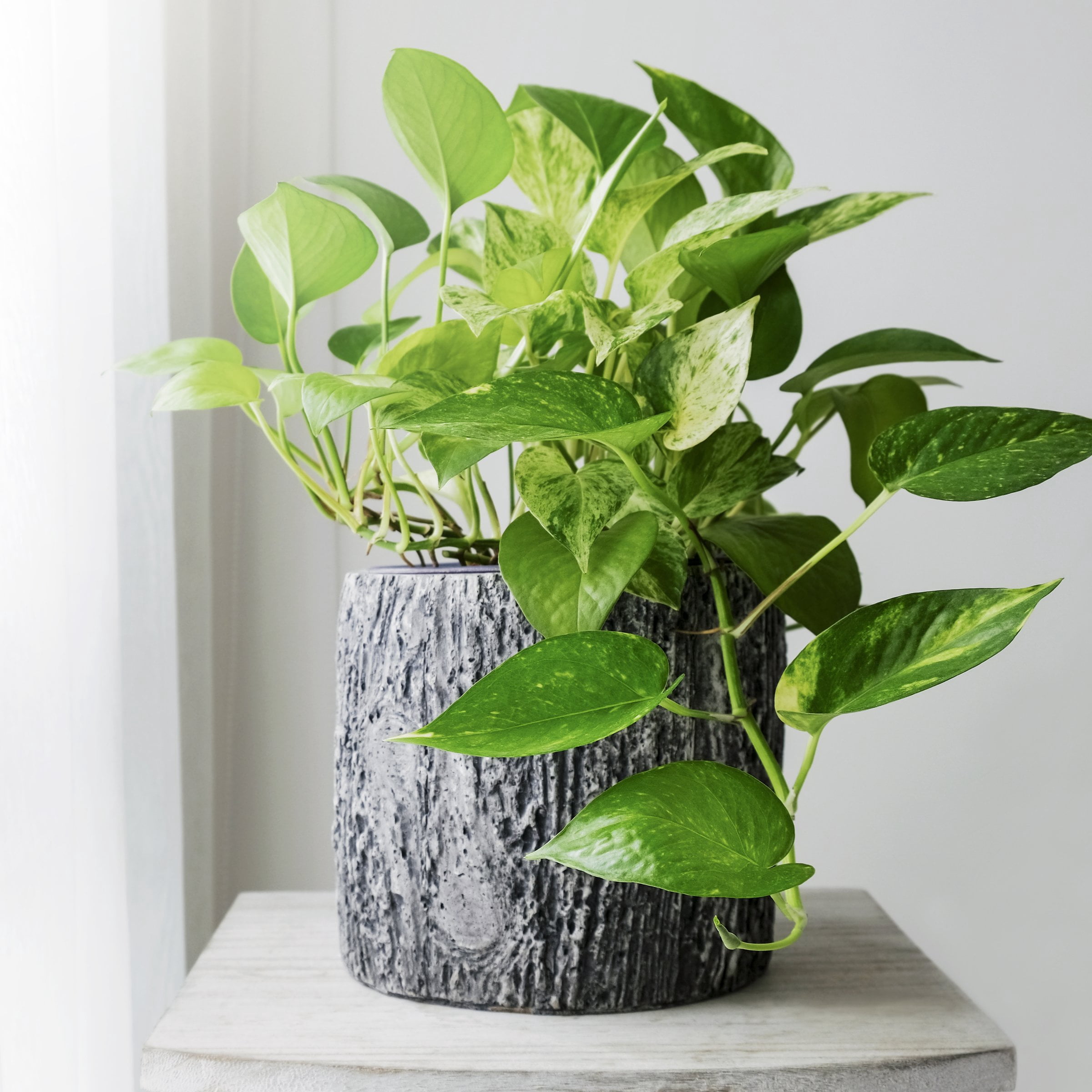 4 in. Pothos Golden Plant in Grower Container (3-Pack)