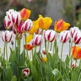 thumbnail image 4 of Sweet Sorbet Mixed Tulips, 16 Bulbs- Red, Pink & White Flowers -  Attracts Bees & Butterflies - Spring Blooming, Easy to Grow & Maintain, 4 of 6