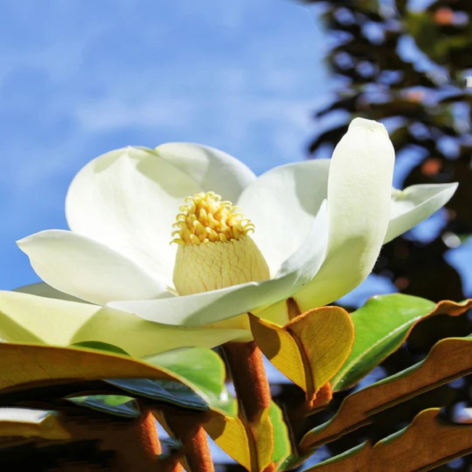 Expert Gardener 1.5- 2 ft tall Bracken's Brown Beauty Southern Magnolia Live Tree in 3-Gallon Grower Pot