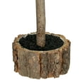 thumbnail image 3 of Northlight Downswept Iced Artificial Christmas Tree with Wood Base - 25.5" - Unlit, 3 of 3
