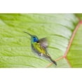 thumbnail image 2 of Lord, Fred 14x11 Gold Ornate Wood Framed with Double Matting Museum Art Print Titled - Costa Rica Green violet-ear hummingbird, 2 of 4