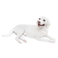 thumbnail image 4 of Figura de perro realista CUTICAT, estatua de perro, artesanía, decoración del hogar, coche, animales, figura de acción, adorno, juguete cognitivo para niños, 4 of 8