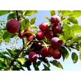 thumbnail image 2 of 5 AMERICAN PLUM Prunus Americana Red Purple Fruit White Flower Shrub Tree Seeds, 2 of 3