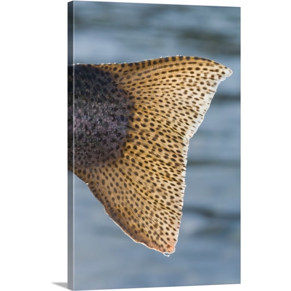 Great BIG Canvas | "Close up of the tail of a Rainbow Trout backlit by sunshine, Kenai River, Alaska" Canvas Wall Art - 32x48