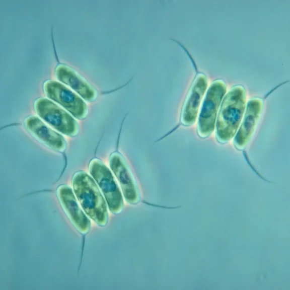 Scenedesmus, Living Green Algae Culture, Sufficient Materials For 30 Students