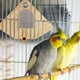 thumbnail image 2 of Caja nido para pájaros, cajas nido para cría de aves, periquitos, casa acrílica para pájaros, caja para cría de loros, 2 of 4