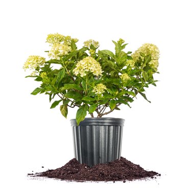 Perfect Plants Limelight Hydrangea 3 Gallon