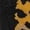 C, variant on Funny Animal Paw Socks, Crazy Crew For Adult Socks
