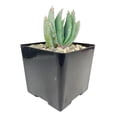 thumbnail image 2 of Aloe Peglerae - 4 inch + Plastic Pot, 2 of 3