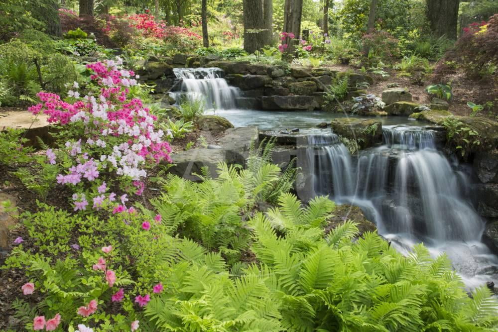 Waterfall with Ferns and Azaleas at Azalea Path Arboretum and Botanical