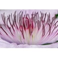 thumbnail image 2 of Jones, Adam 24x17 White Modern Wood Framed Museum Art Print Titled - Close-up of clematis flower-Schreiner Iris Gardens-Salem-Oregon, 2 of 4