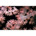 thumbnail image 3 of Factor, Beverly 24x17 Black Modern Framed Museum Art Print Titled - Delicately Pink - Vatu Passage, Fiji, 3 of 5