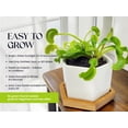 thumbnail image 3 of Kit de Planta Carnívora Venus Atrapamoscas Viva con Maceta - Nature Gift Store, 3 of 5