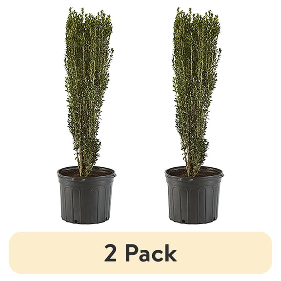 (2 pack) Expert Gardener 2.25 Gallon Holly Sky Pencil Live Shrub