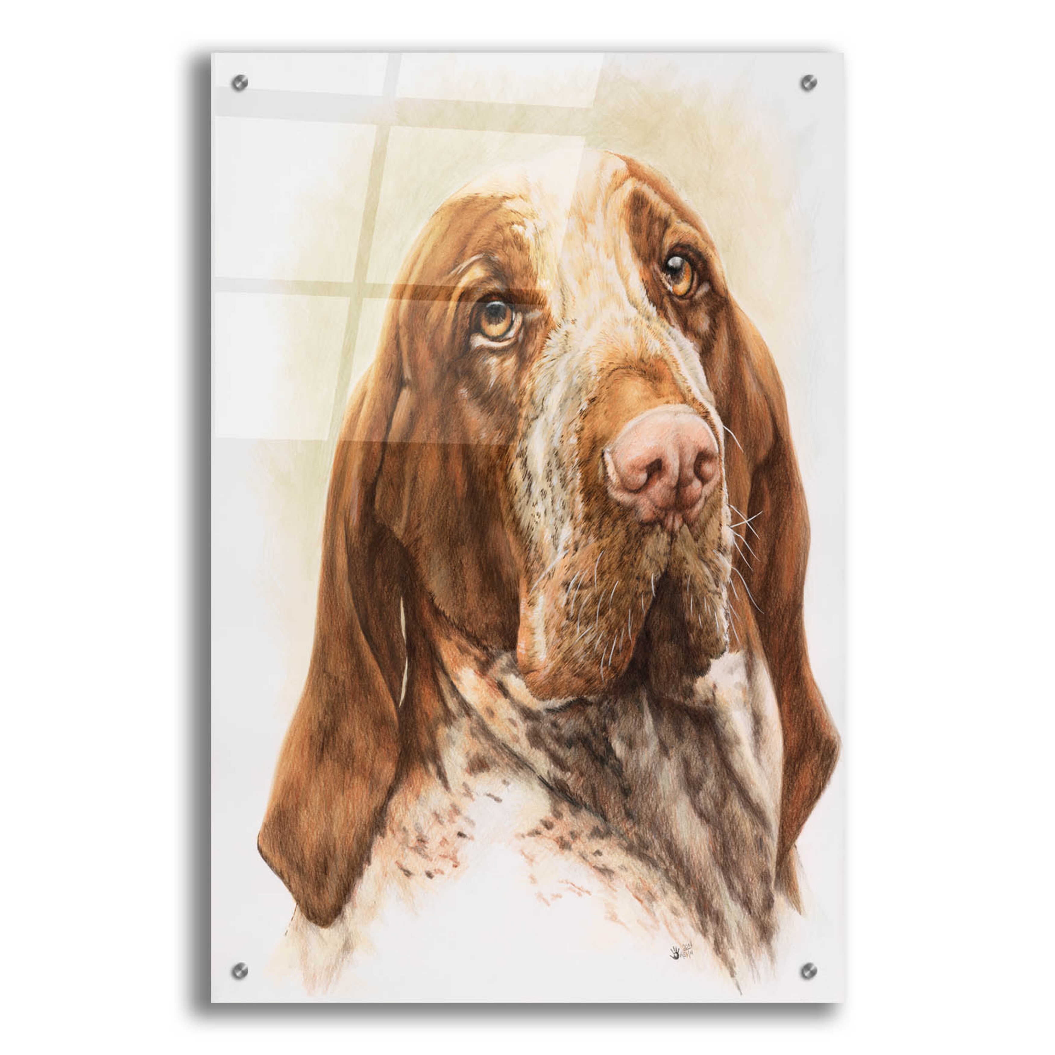 Are Bracco Italianos Good For Apartment Units