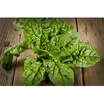Bloomsdale Long Standing Spinach Seeds