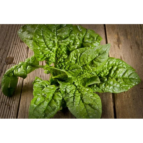 Bloomsdale Long Standing Spinach Seeds