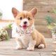 thumbnail image 5 of Collar perros valentín collar perros flores rosa suave algodón collar perros pequeño mediano grande, collar perros valentín con flores, collar de roseos para perros, collares para perros de, 5 of 7