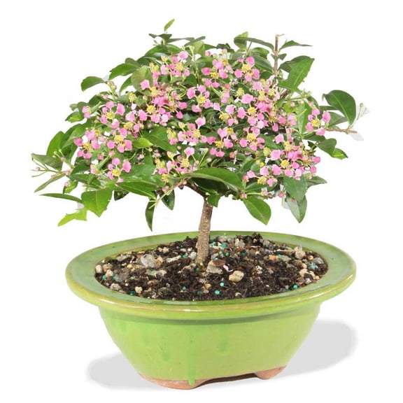 From You Flowers - Barbados Cherry Indoor Potted Bonsai for Birthday, Anniversary, Get Well, Congratulations, Thank You, All Occasions
