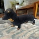 thumbnail image 1 of El perro salchicha suave Dachy Emotiona Healing On Demand OV T NaturalMovements, 1 of 2