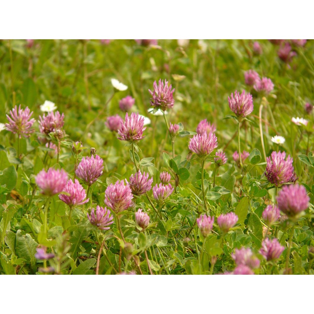 Canvas Print Red Clover Fodder Plant Pink Pointed Flower Canvas Print Red Clover Fodder Plant Pink Pointed Flower