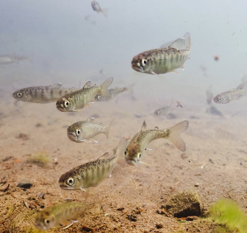 Underwater View Of Coho Salmon (Oncorhynchus Kisutch Salmonidae) Fry Prior To Smolting In The Eyak River (Outlet Of Eyak Lake) Near Cordova Copper River Delta Southcentral Alaska Spring Canvas Art - T