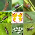 thumbnail image 1 of 60pcs Plug-in Fly Trap Animal Pattern Yellow Plates Ideal para plantas en macetas contra mosquitos áfidos, moscas de hojas, balcón, jardín, interior Banban ShuxiuWang 8390605215629, 1 of 1