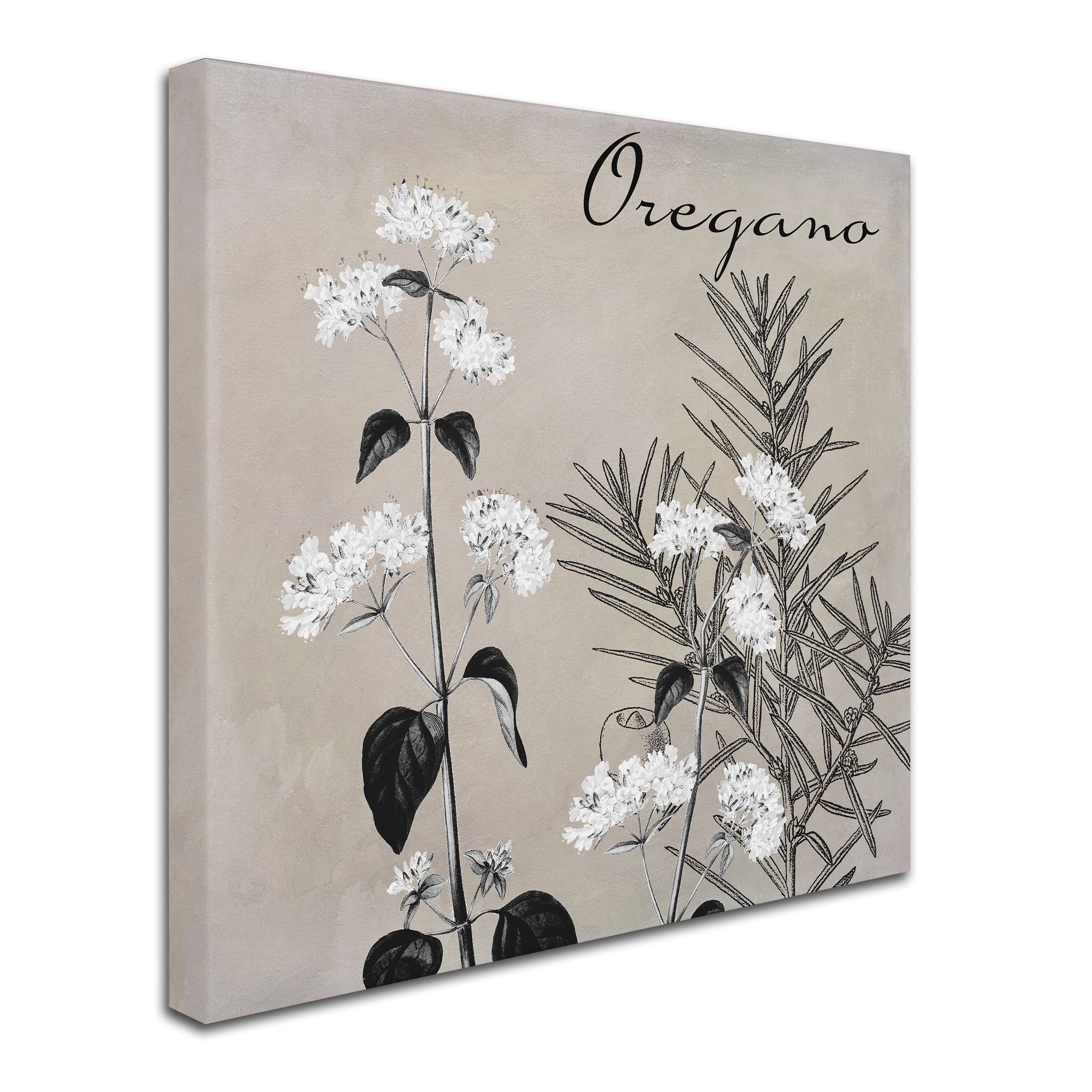 Trademark Fine Art "Flowering Herbs II" Canvas Art by Color Bakery
