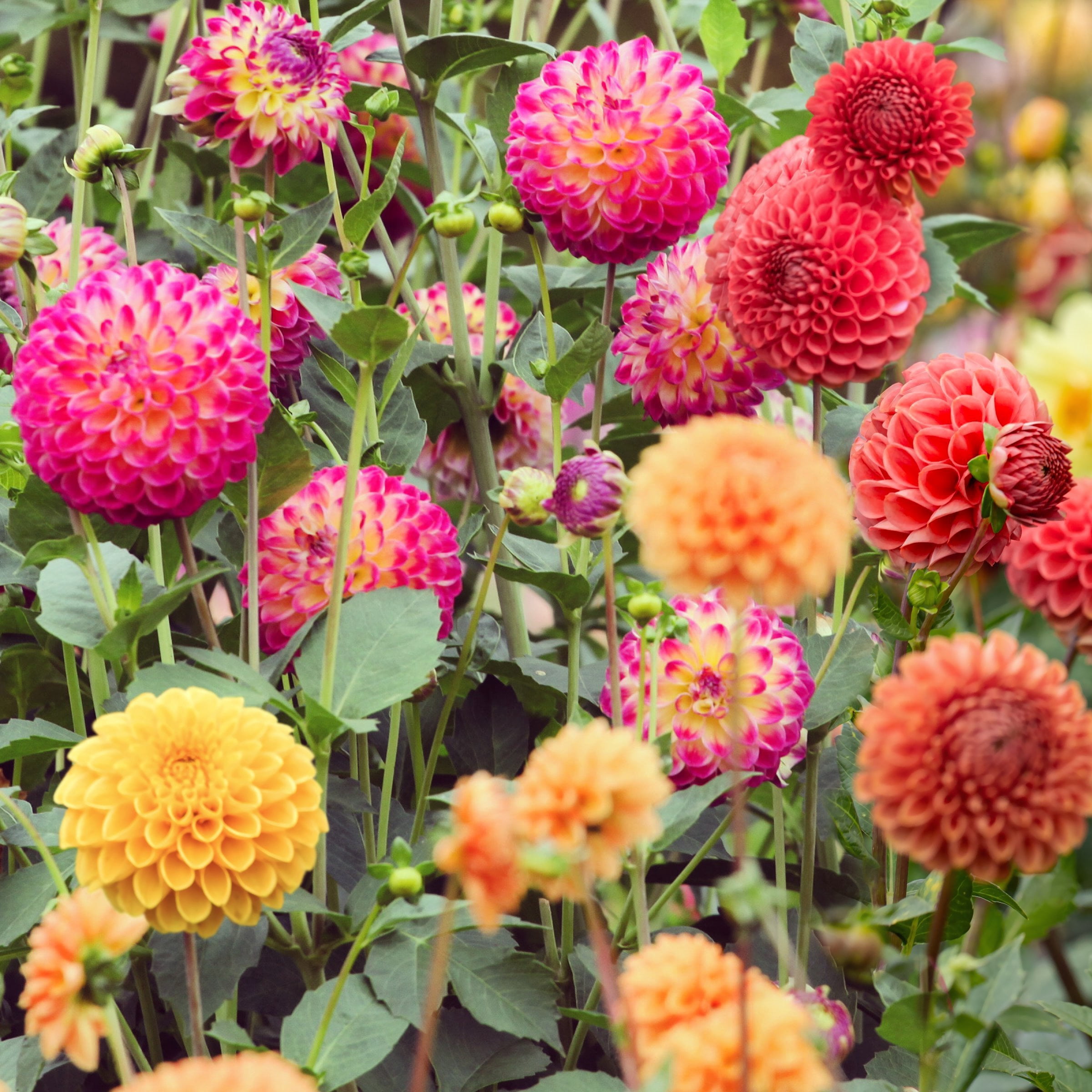 National Plant Network Dahlia Ball Mixed Bulbs (5-Pack)