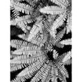thumbnail image 3 of Christensen, Jim 15x18 Black Modern Framed Museum Art Print Titled - Fern IV, 3 of 5